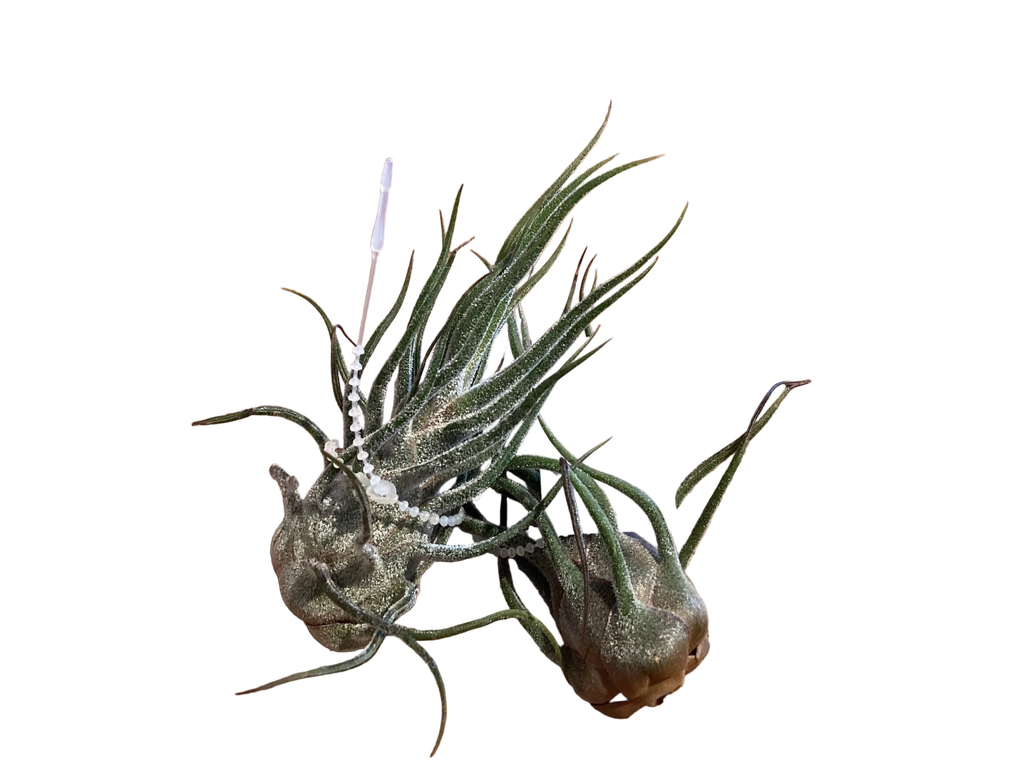 Tillandsia -Pruinosa Lg.
