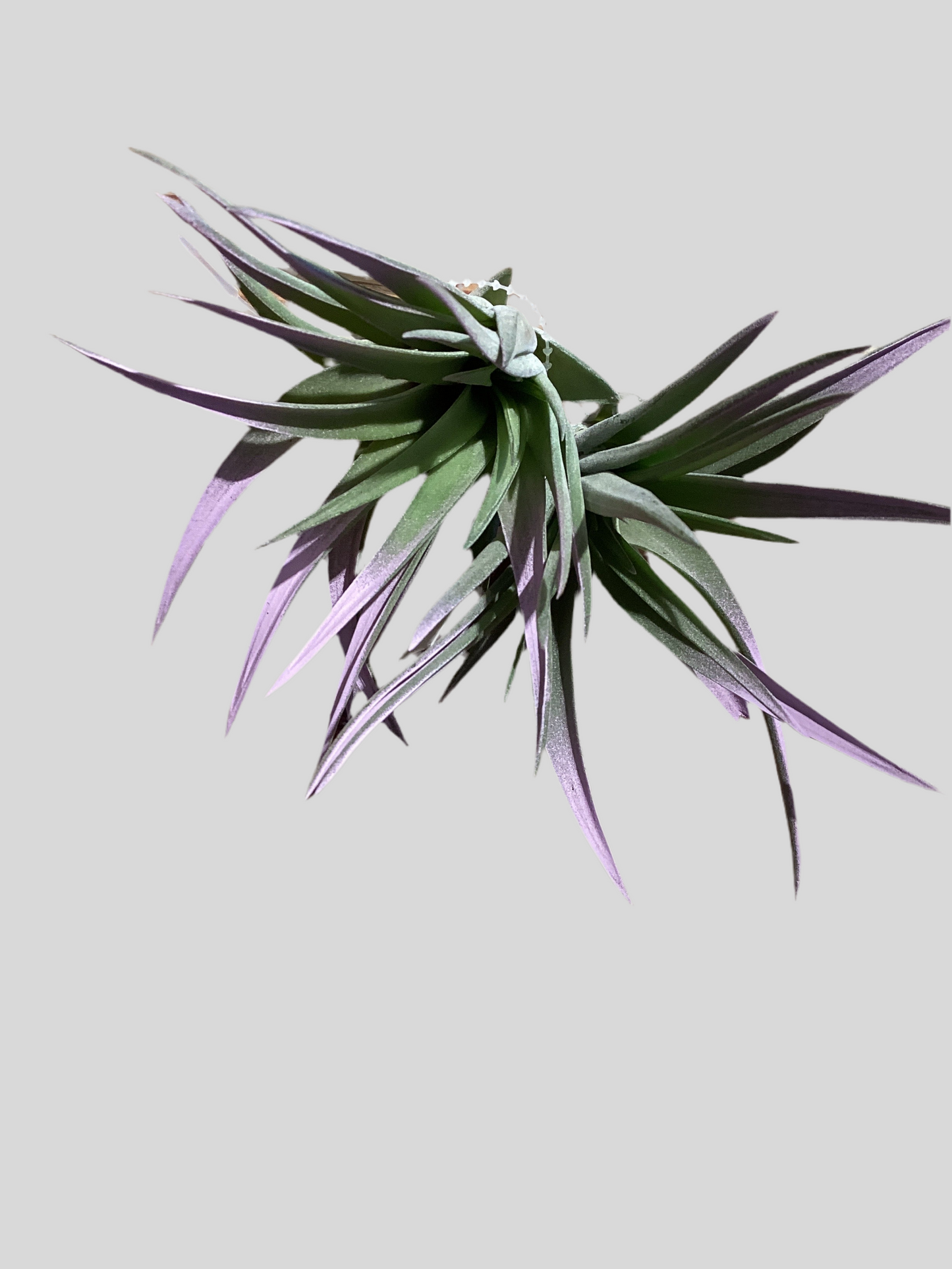 Lavender Mist