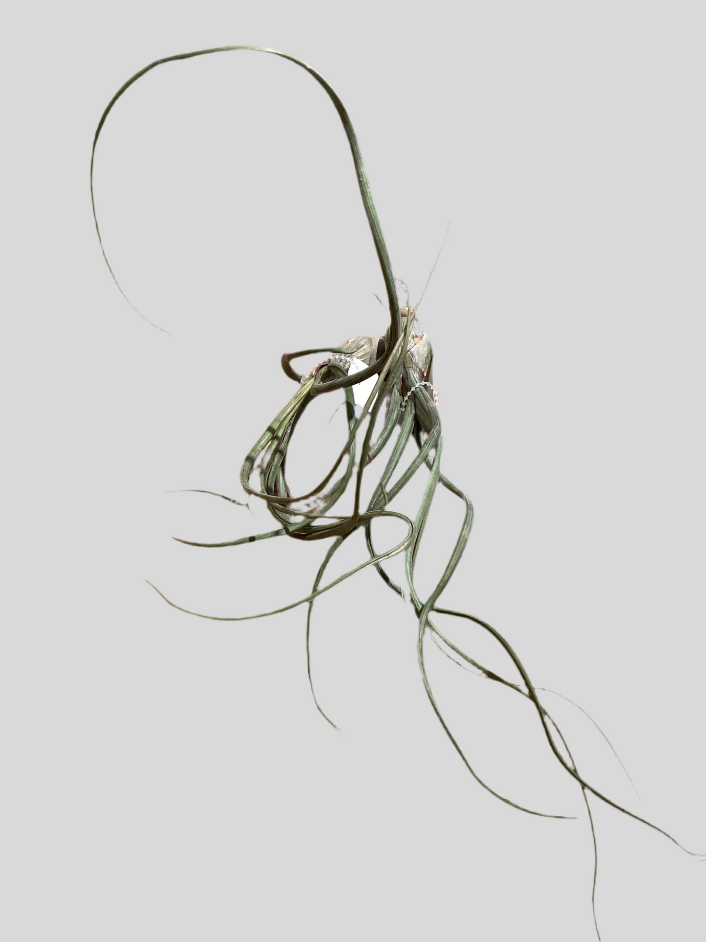 Bailey Air Plant