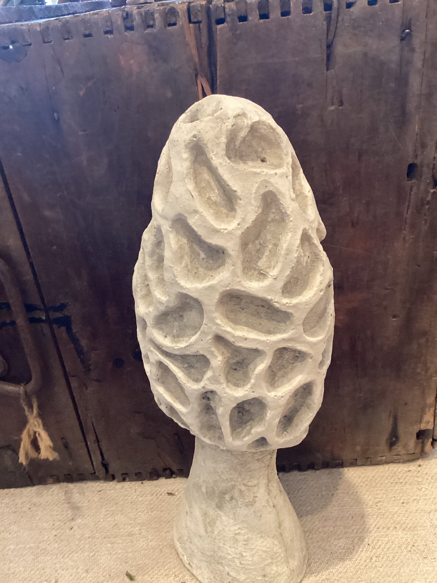 Lge. Morel Mushroom