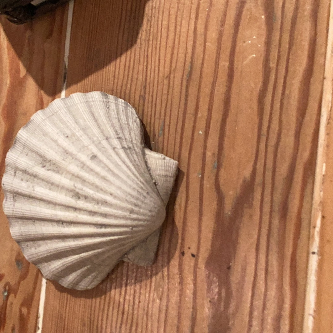 Flat Earth - Seashell
