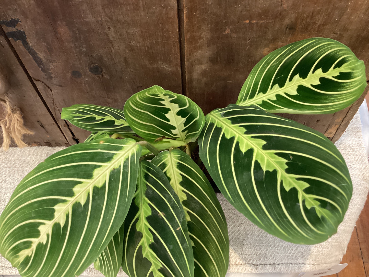 3” Lemon Maranta