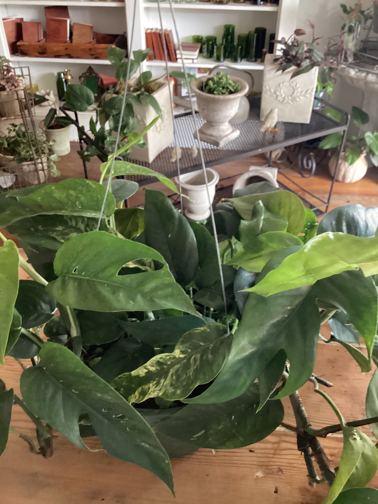 Epipremnum Albo