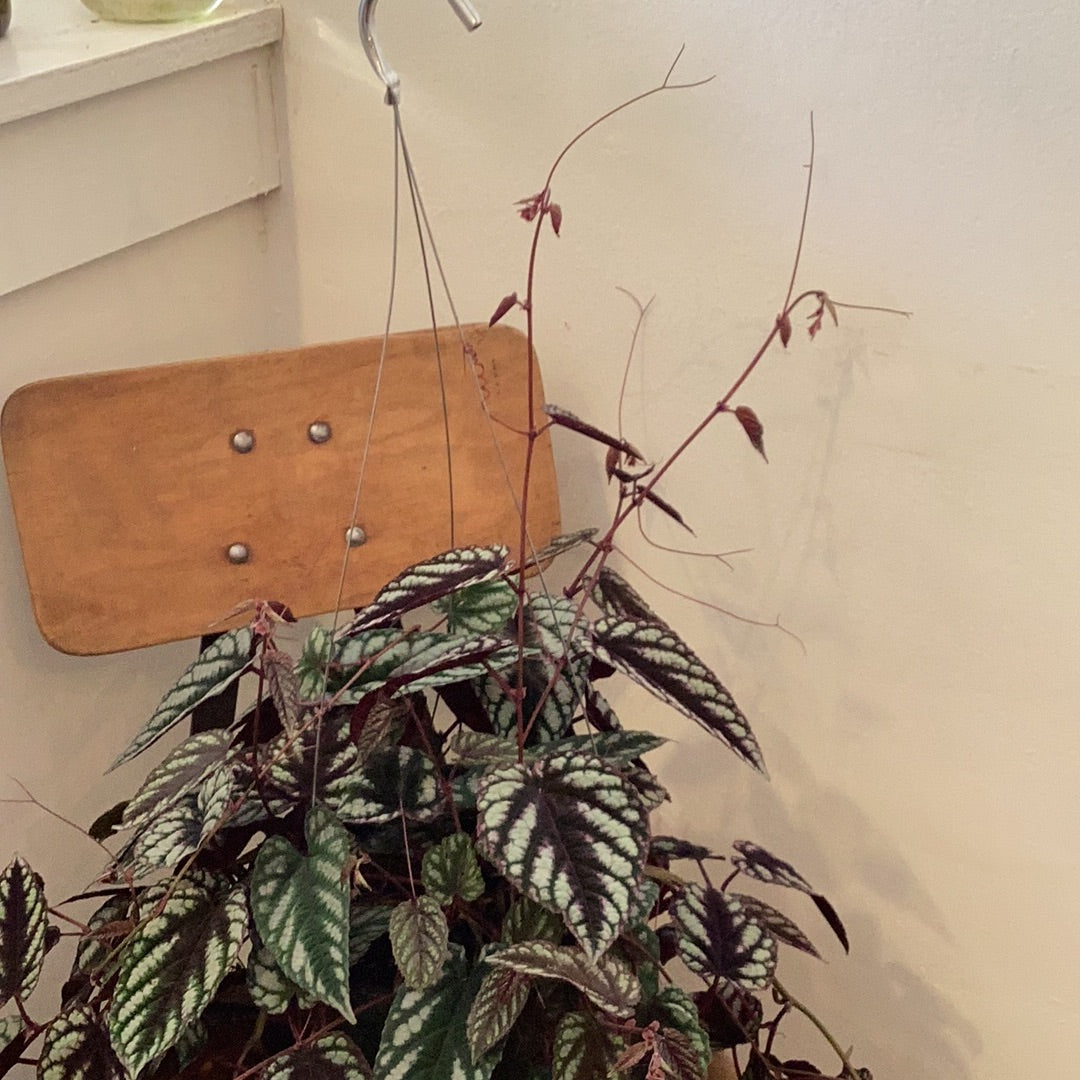 8” Cissus Discolor - Hanging Basket