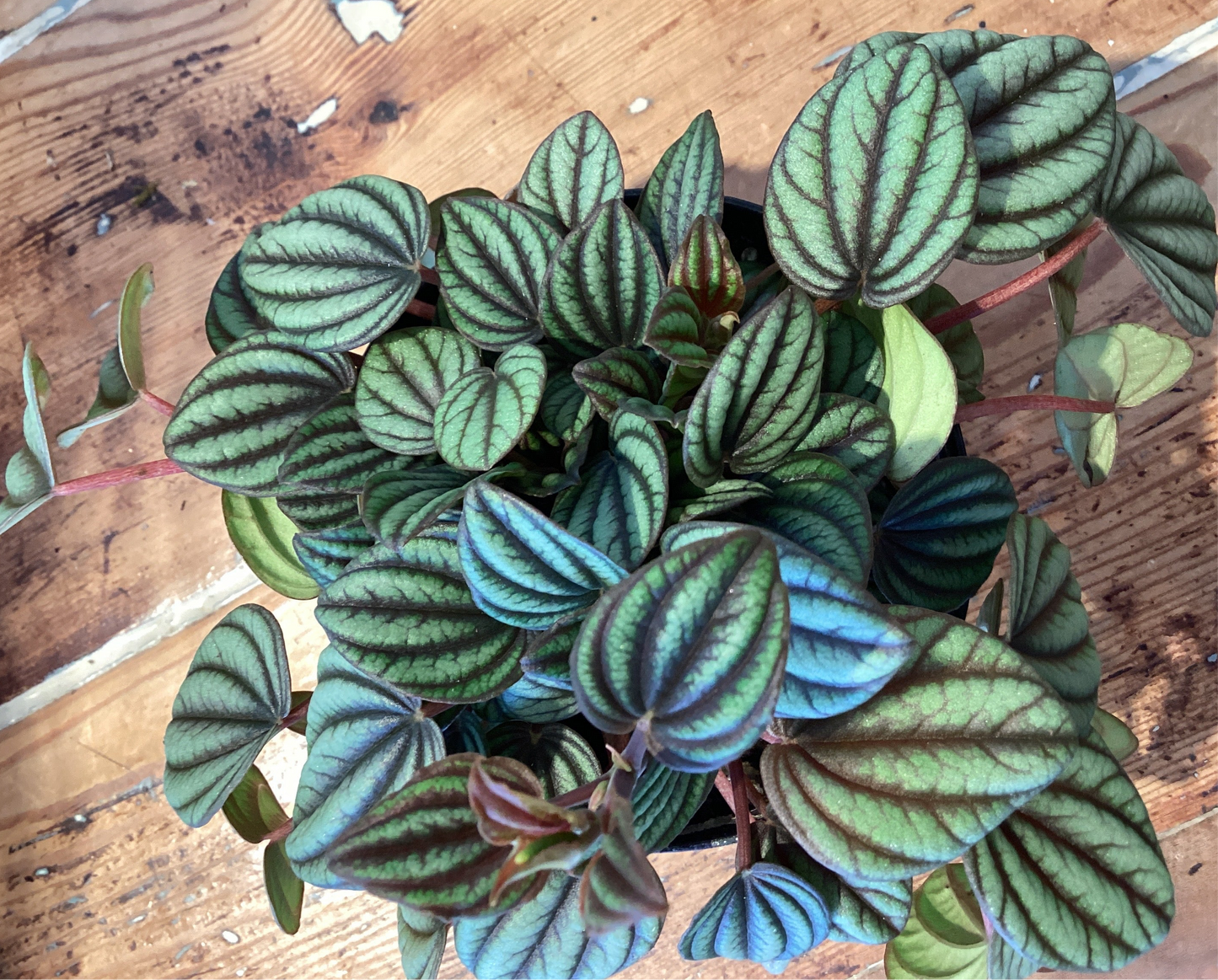 4” Little Toscani