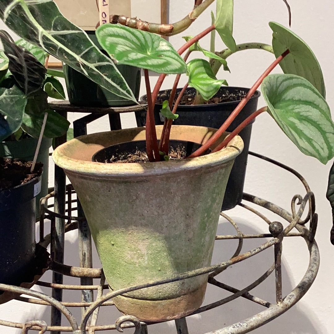 Nursery Short -Planter