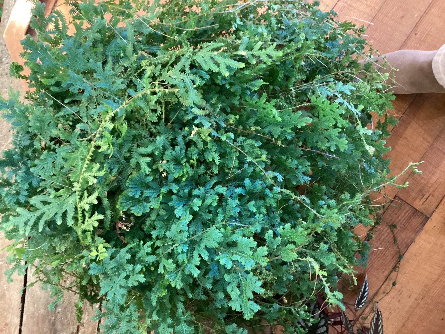 6” Selaginella Peacock/Rainbow
