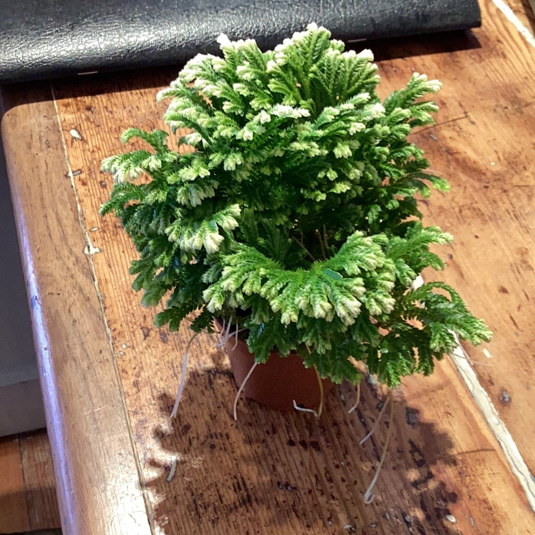 2” Frosty Fern