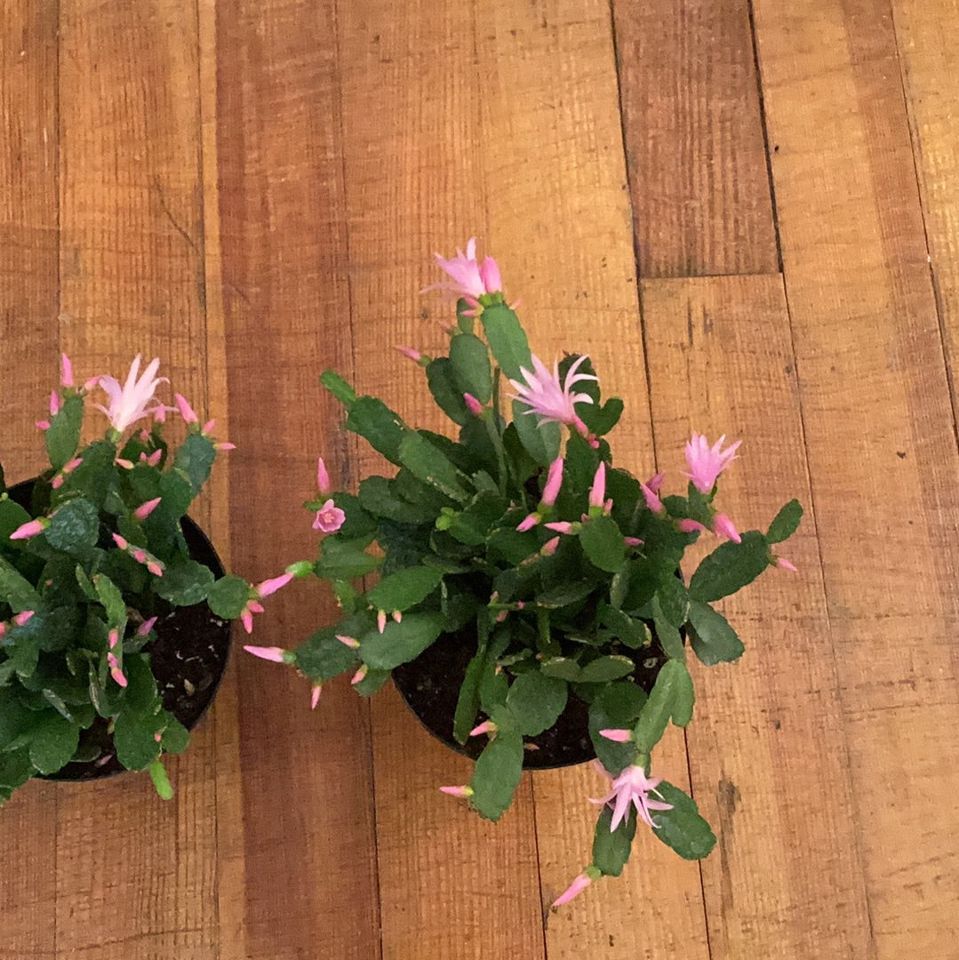 6” Spring Cactus