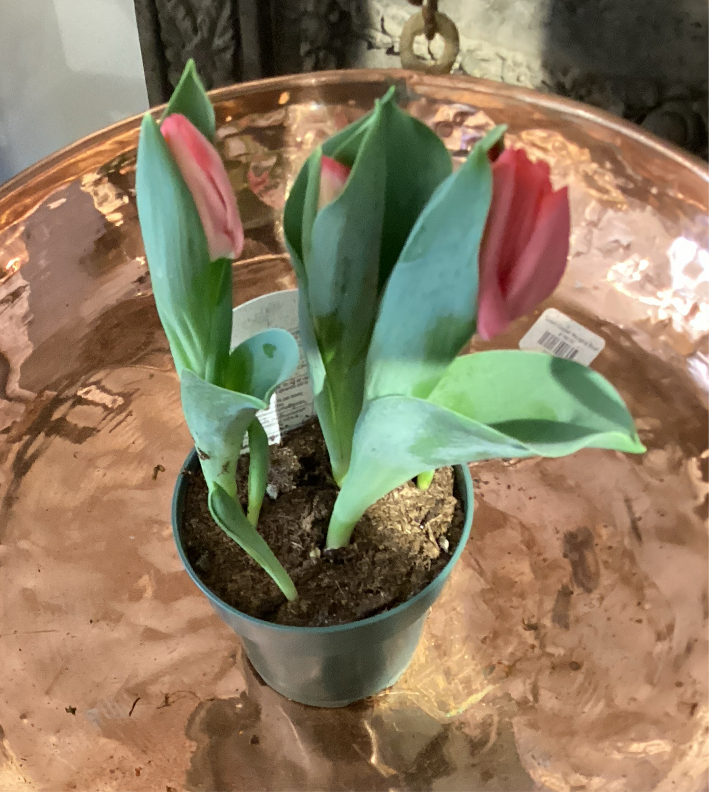 4.5” Tulips