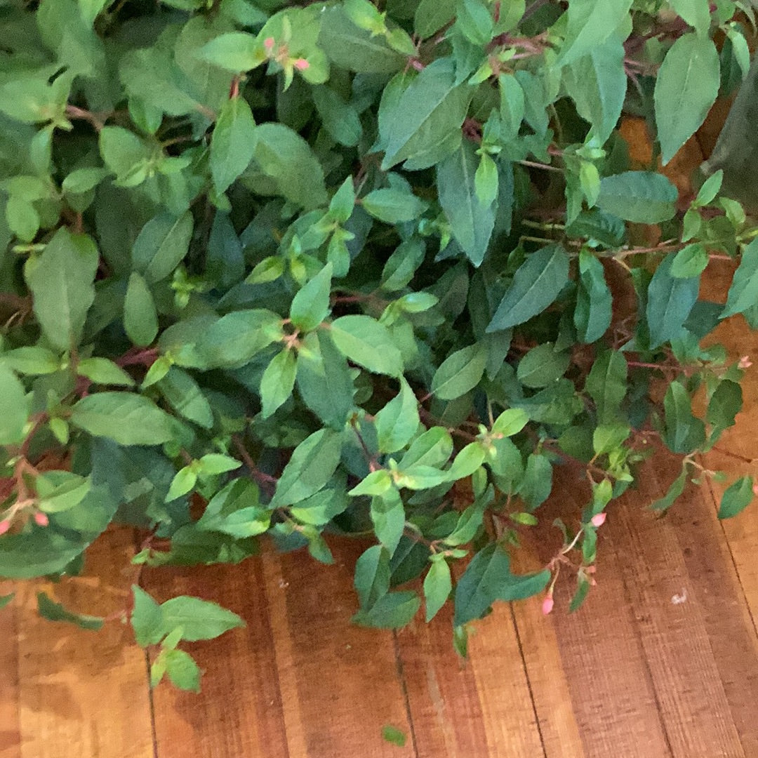 10” Fuschia