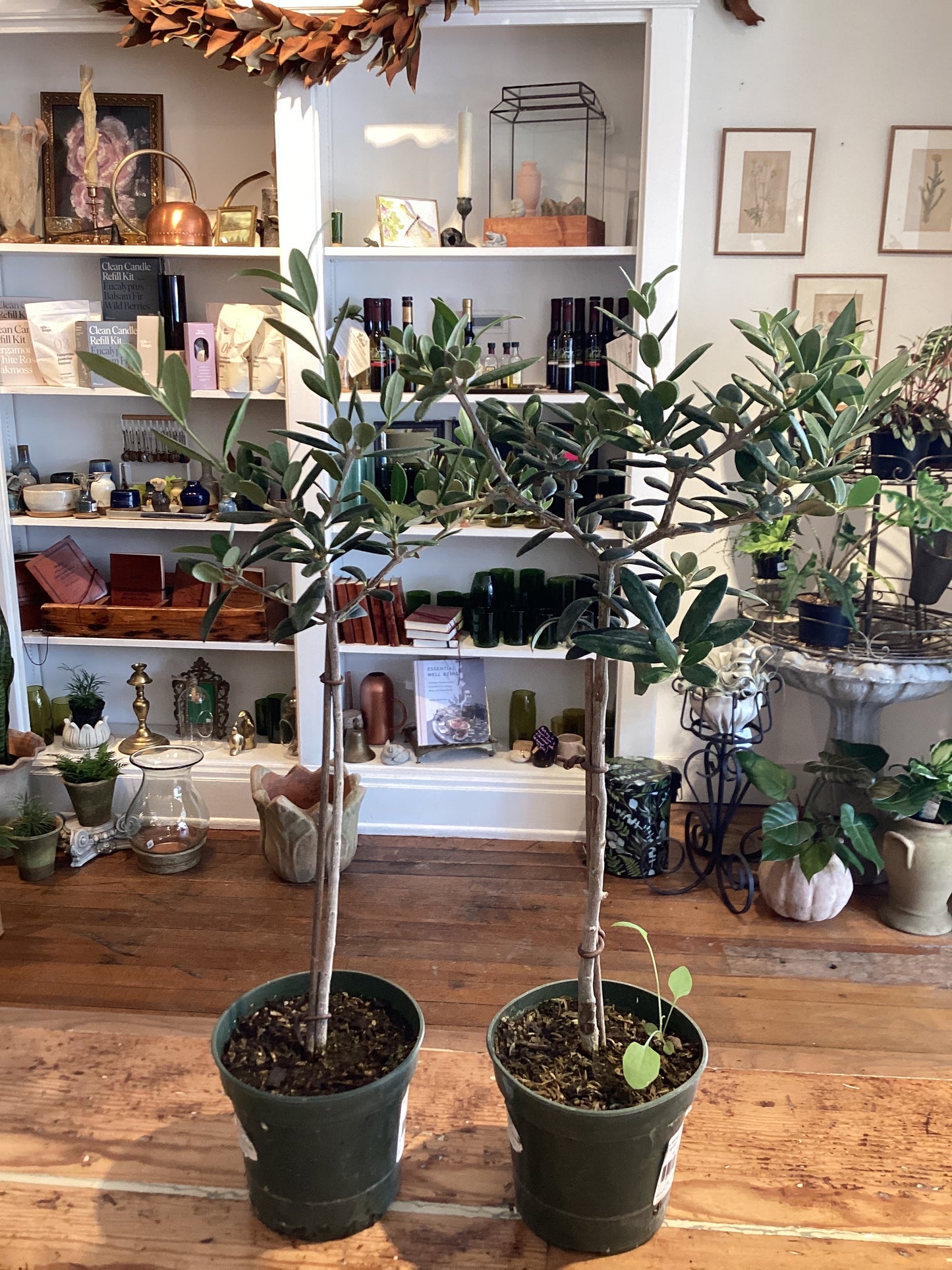 4” Olive Tree
