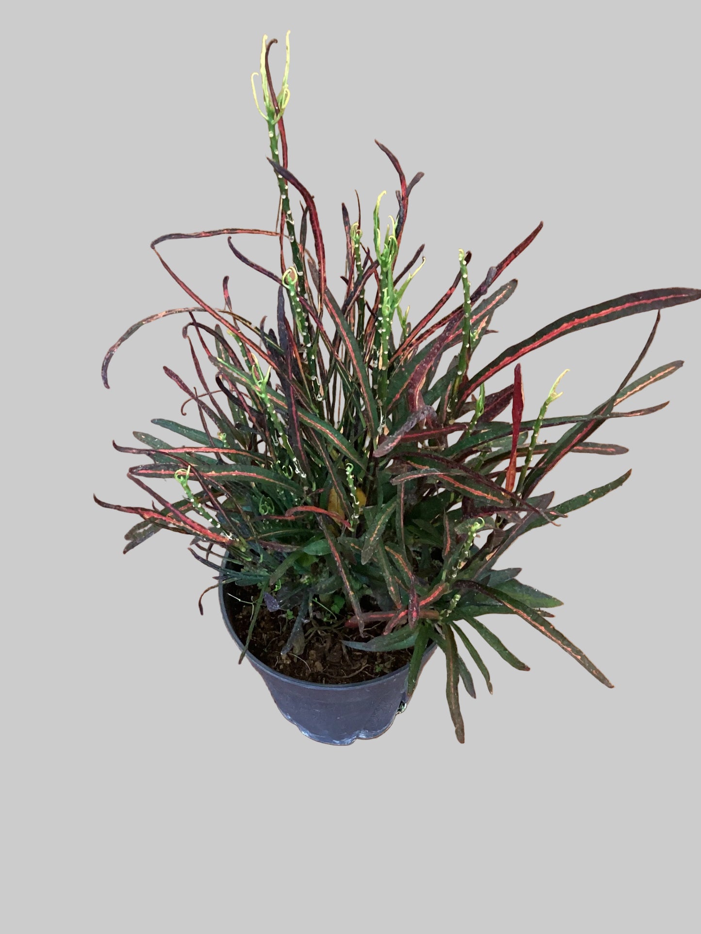 Croton Petra