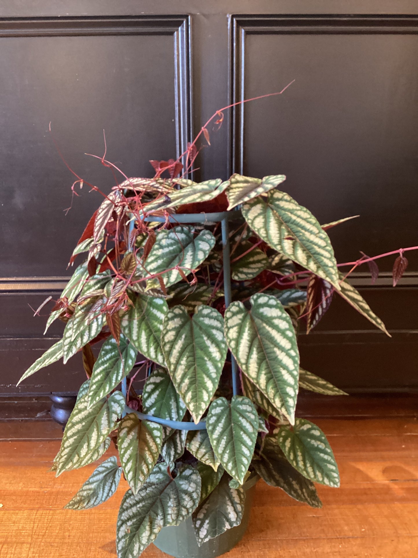 10” Cissus Discolor