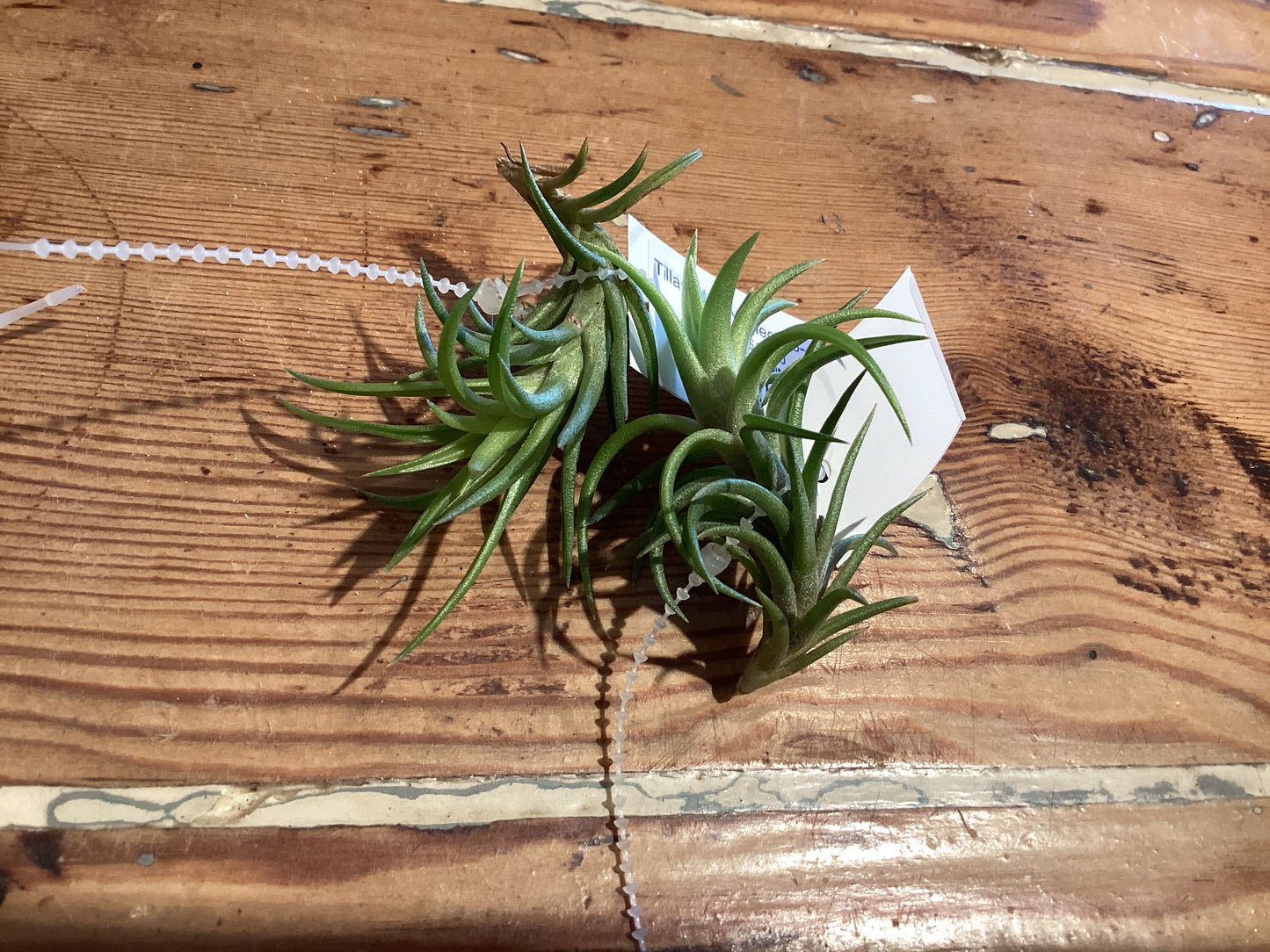 Tillandsia - Neglecta 3-4