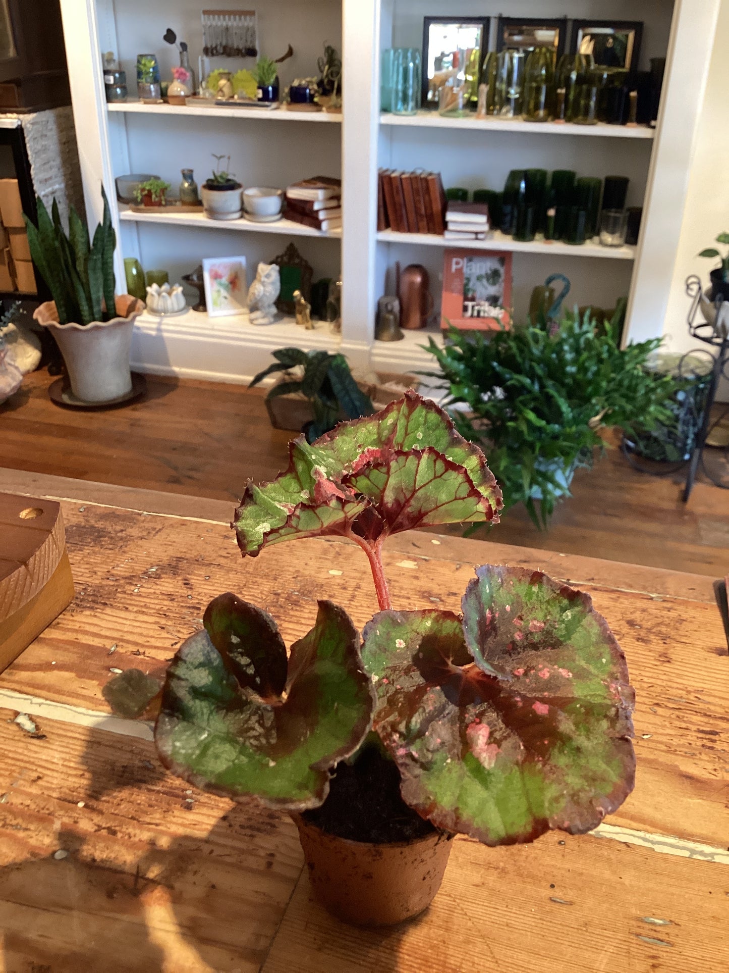 2” Rex Begonia