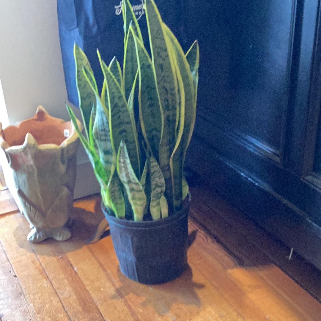 10” Sanseveria