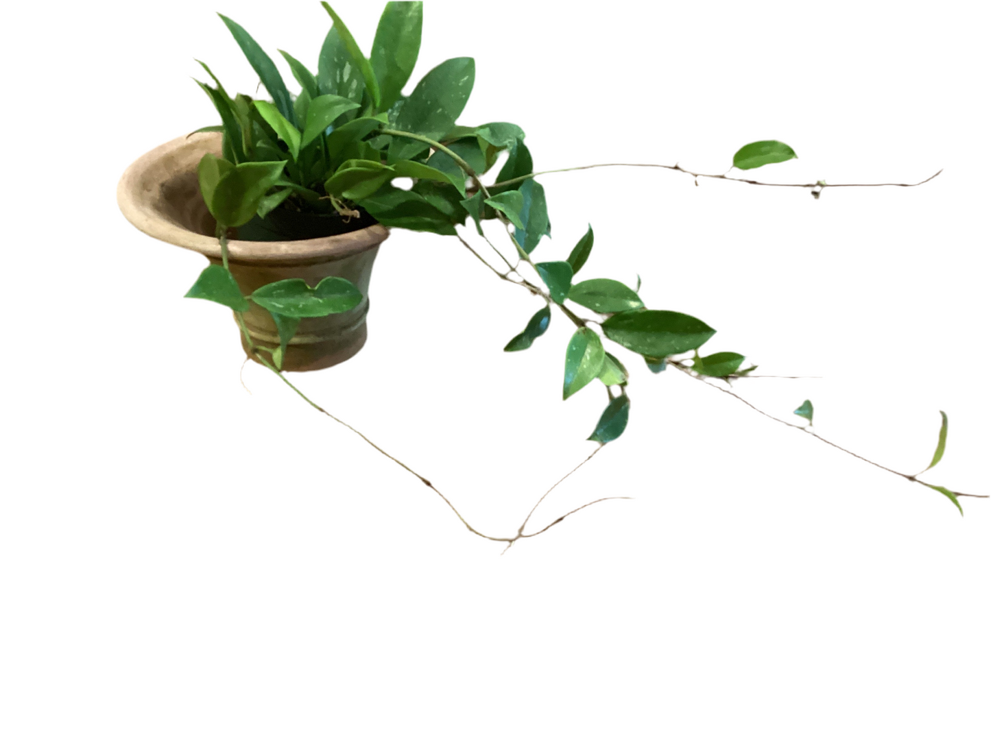 4” Hoya - Publicalyx