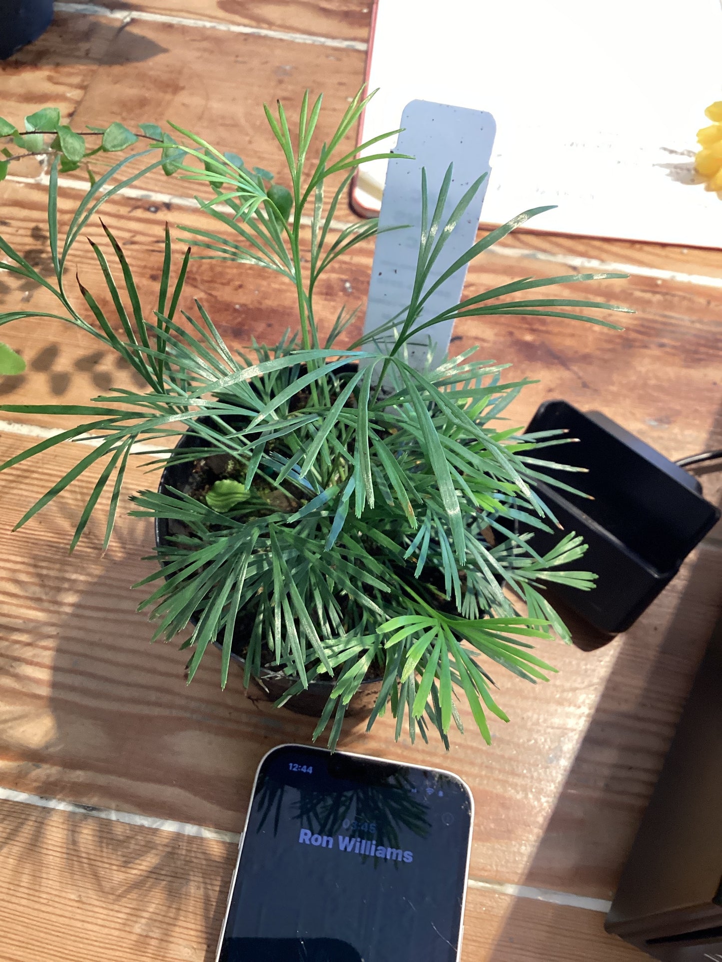 Eyelash Fern