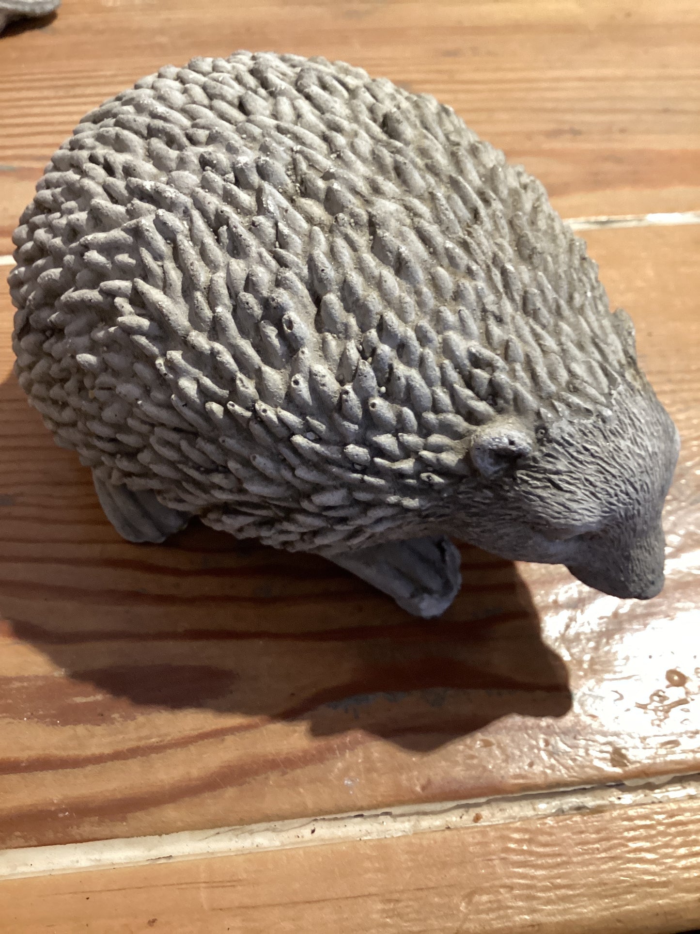 Clifton Hedgehog