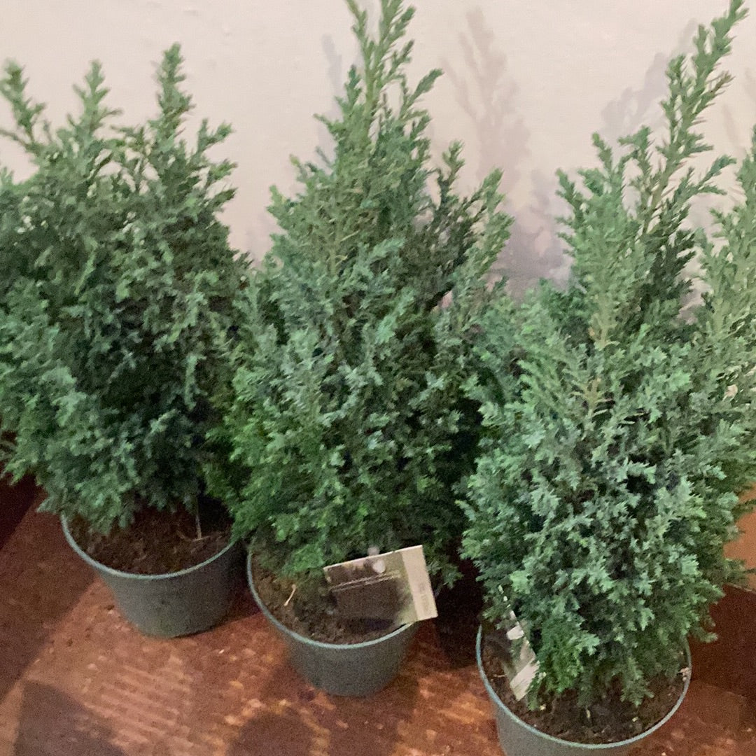 4.5” Cypress- Blue Green