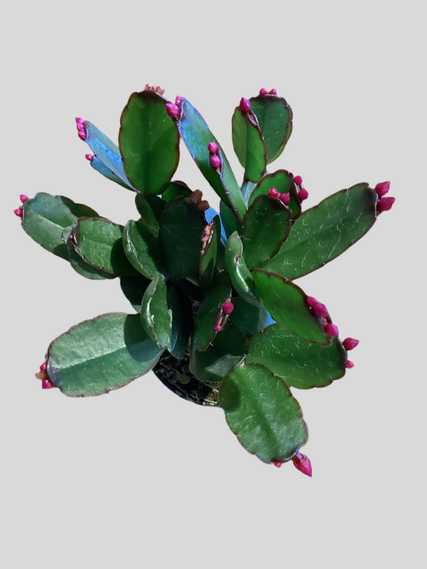 2” Spring Cactus