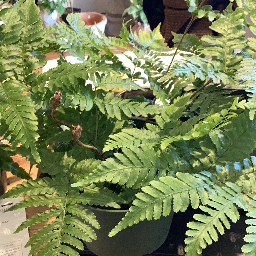 6” Fern