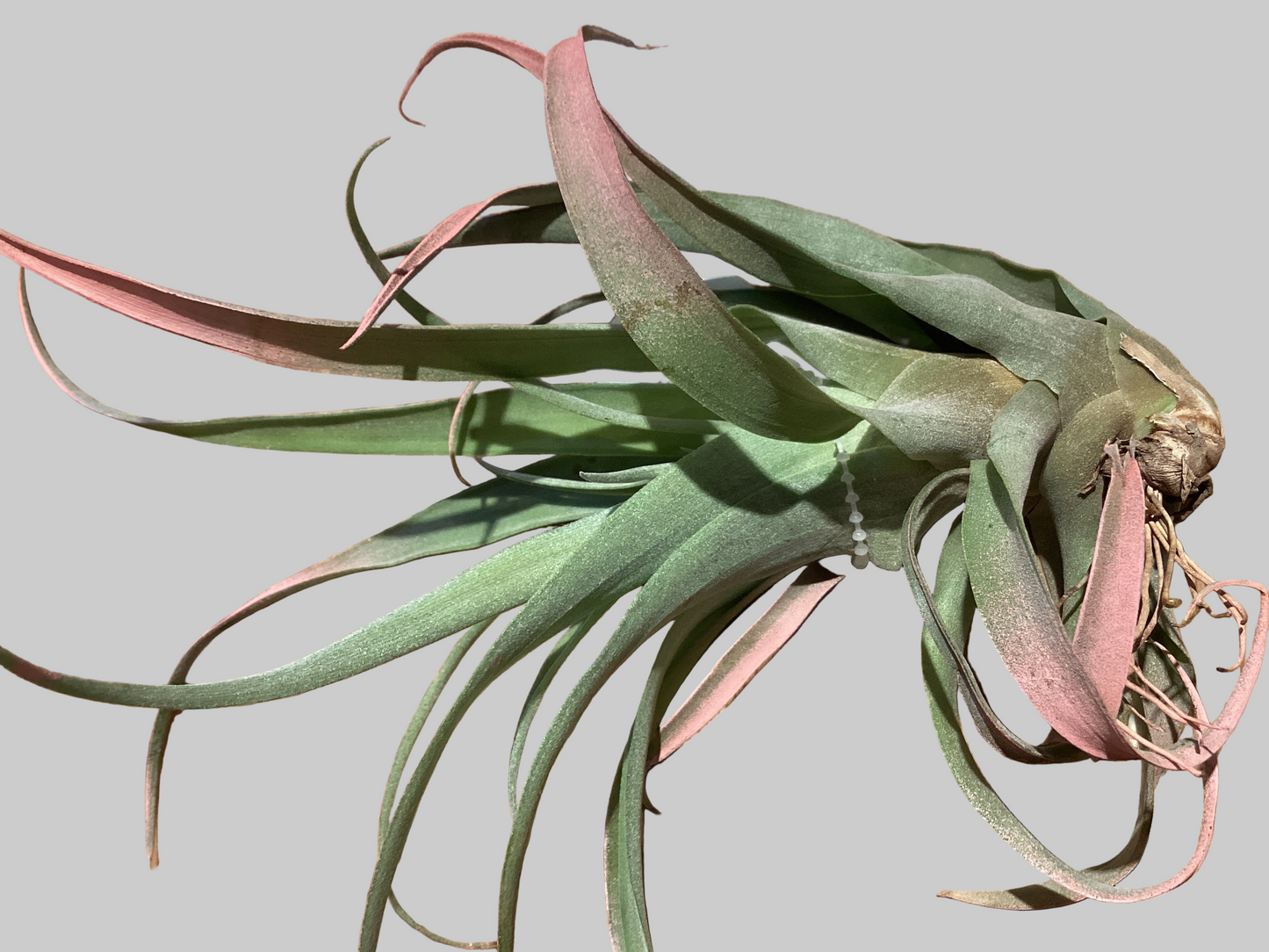 Capitata Peach - 5-6”