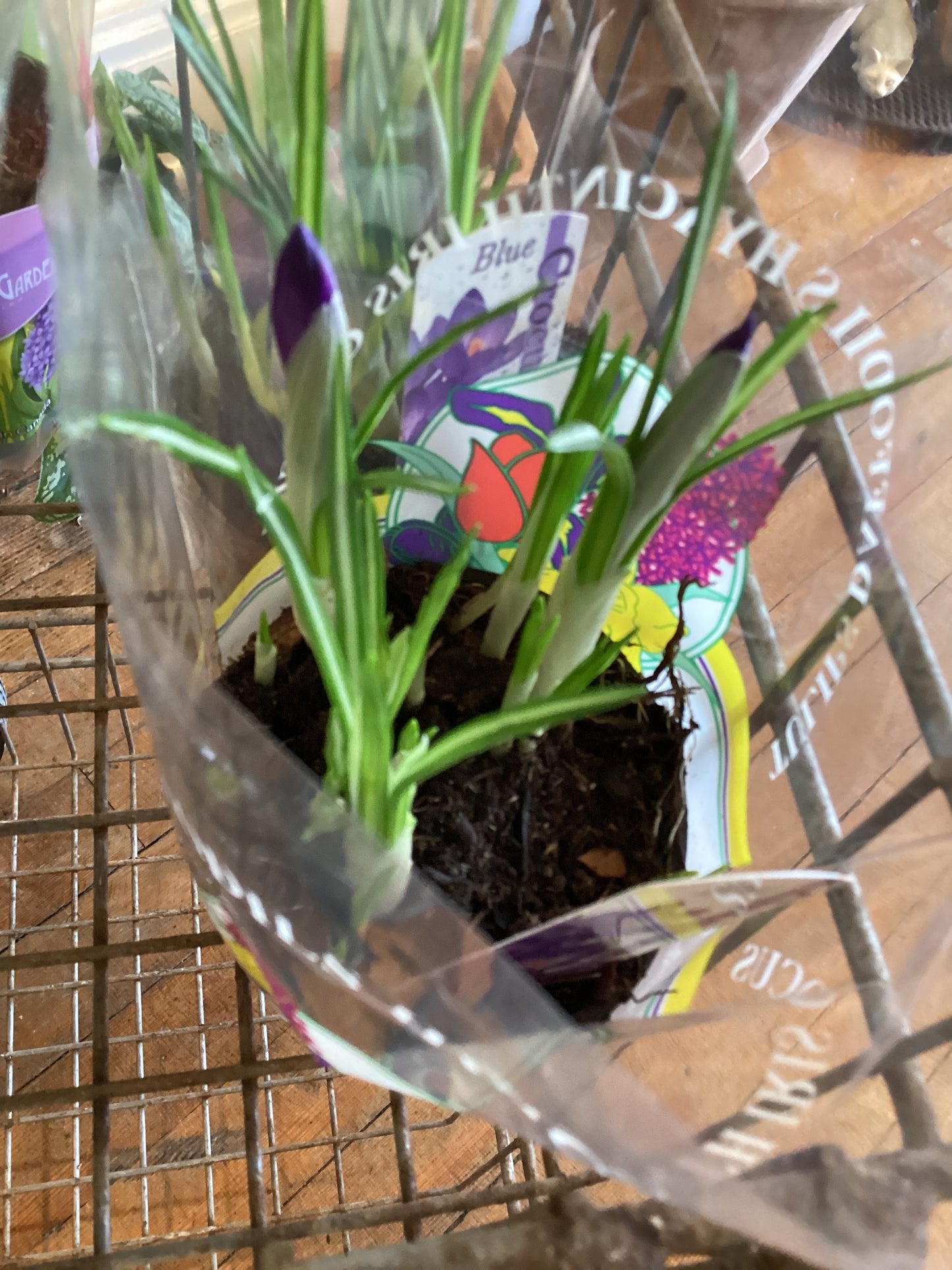 4” Crocus