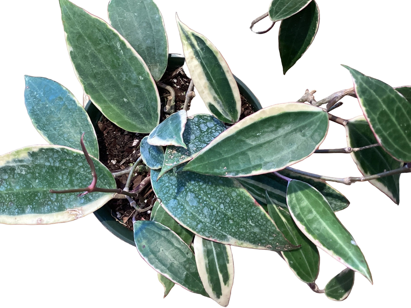 6” Hoya Macrophylla