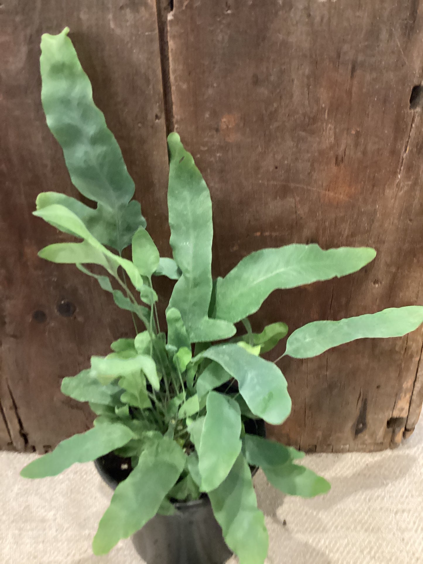 4” Blue Fern