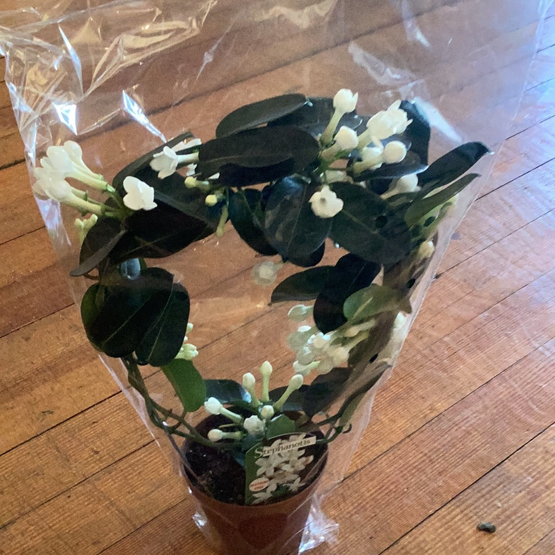 6” Jasmine Ring