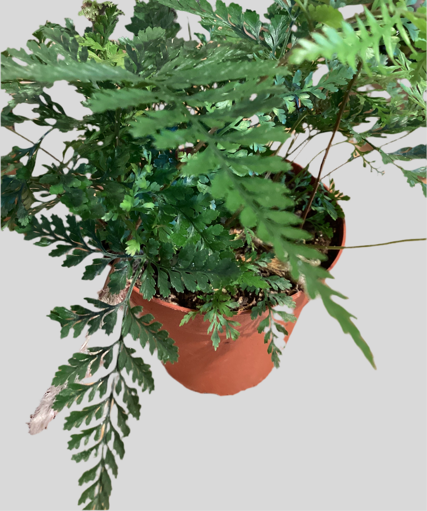 4” Rabbit Foot Fern