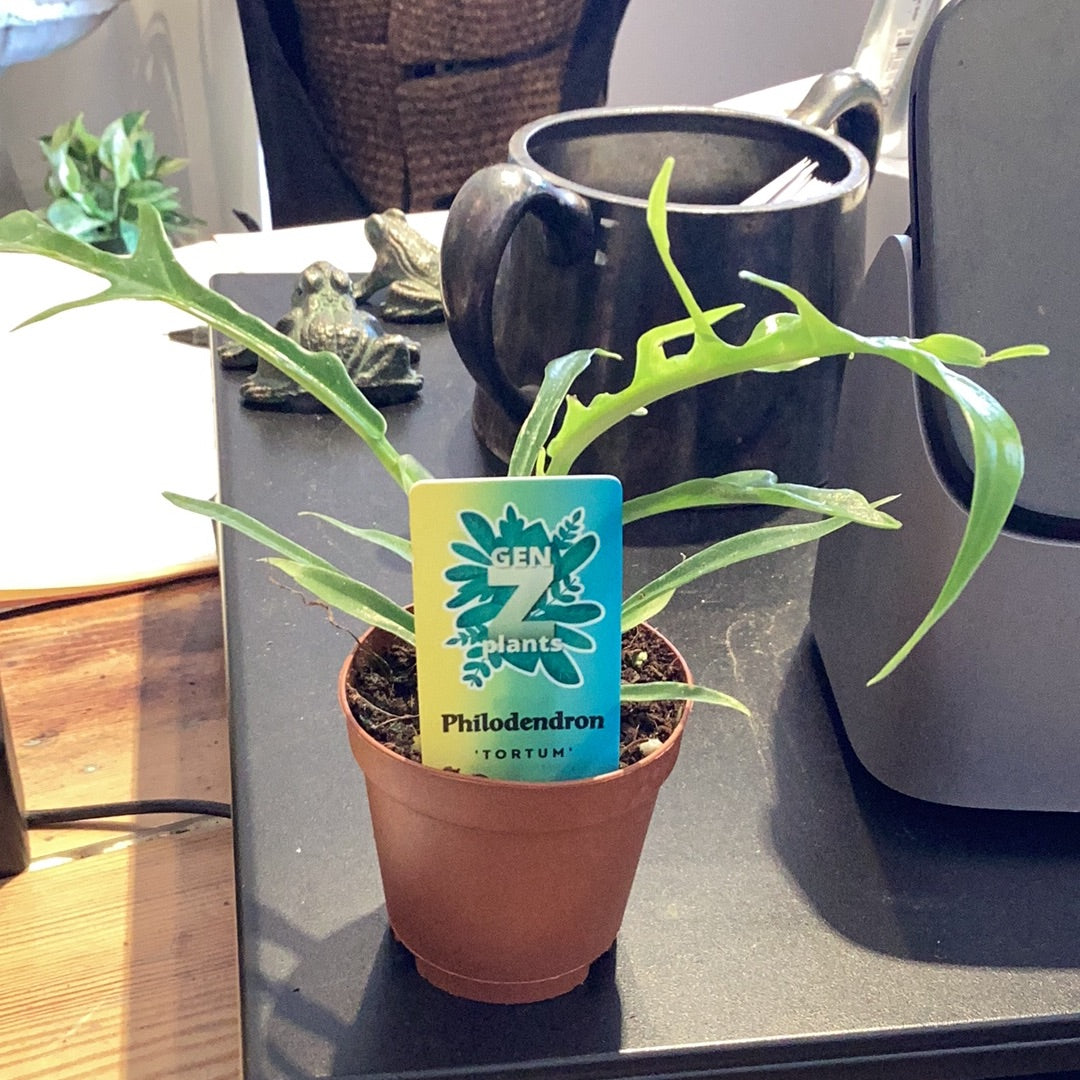 2” Philodendron Tortum