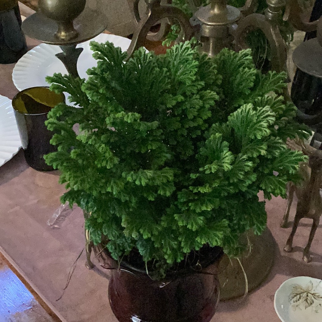 4” Frosty Fern