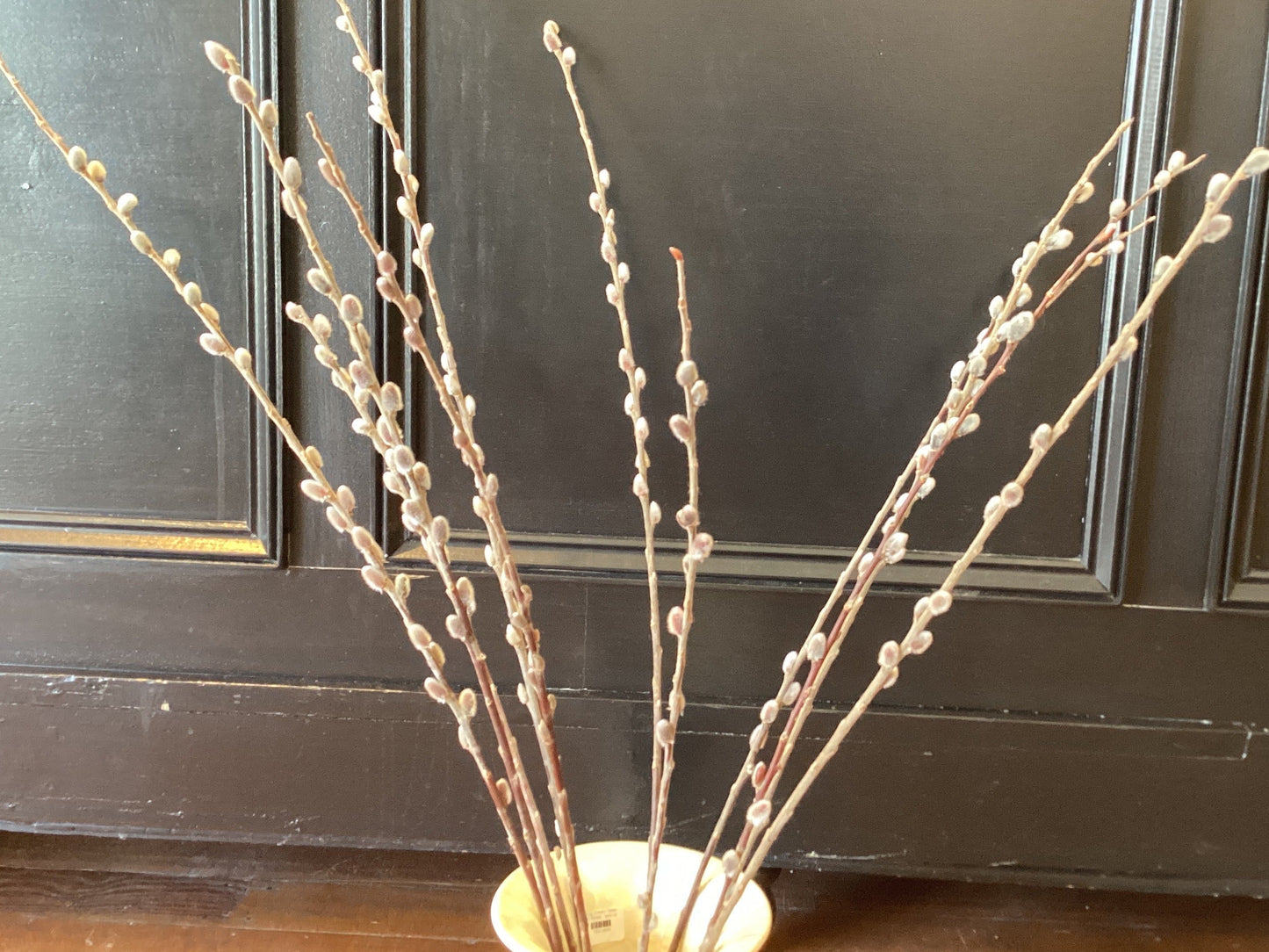 Pussy Willow Stems