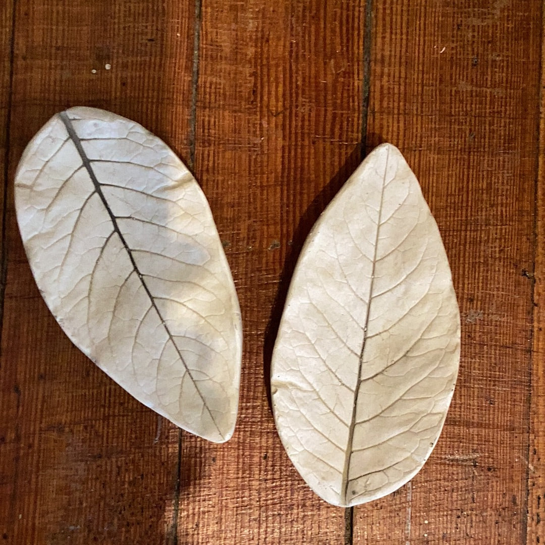 Avocado Leaf'