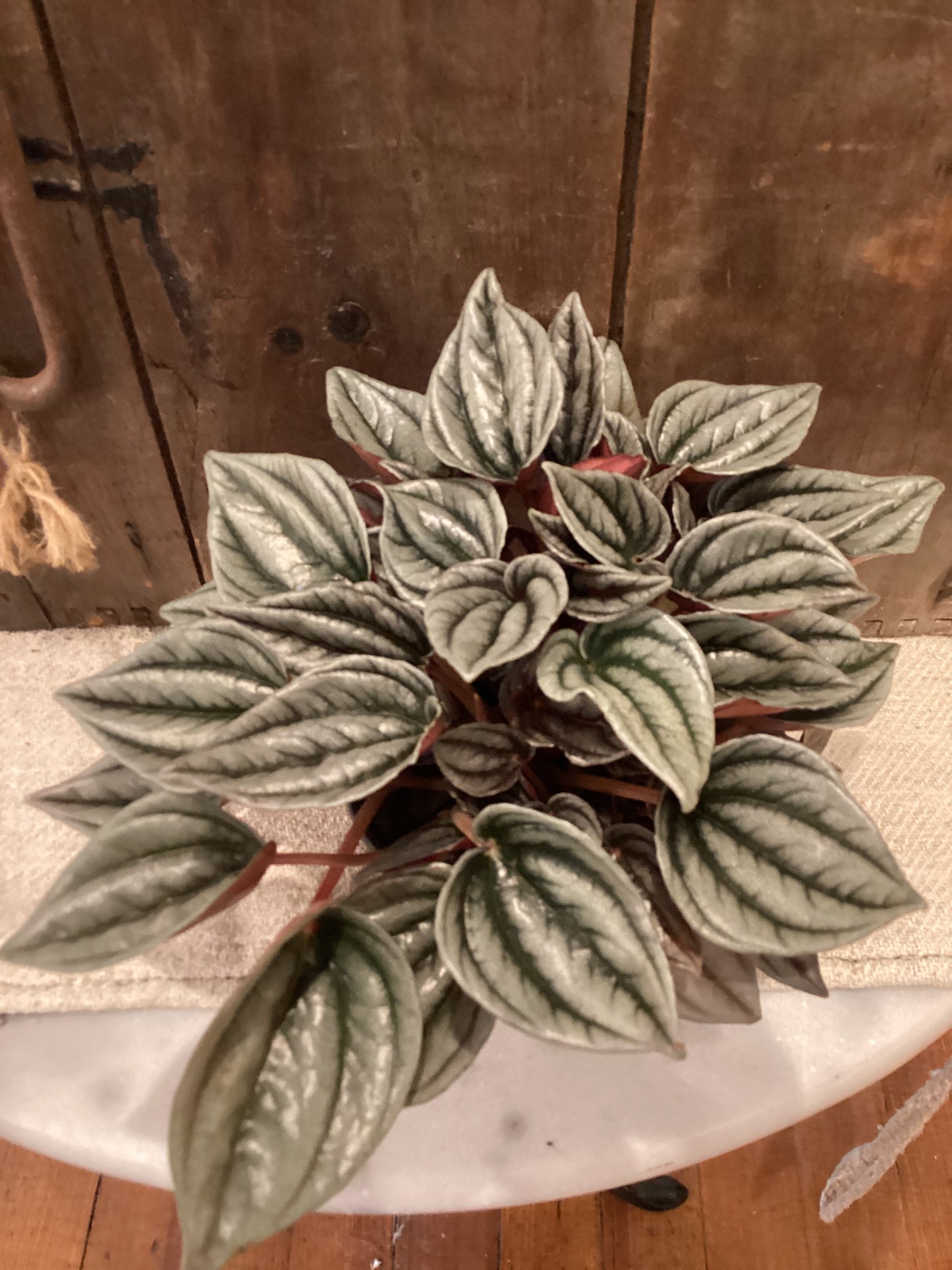 4" Peperomia Santorini