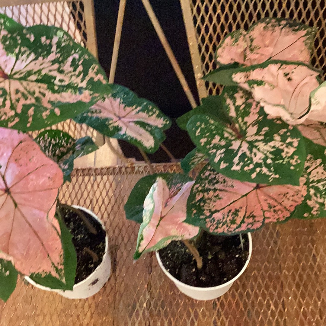 6” Caladium