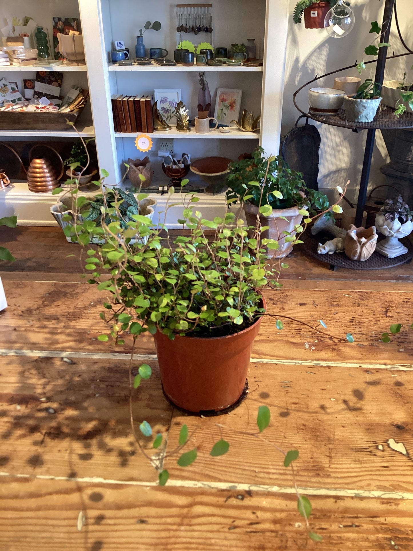 4” Angel Vine