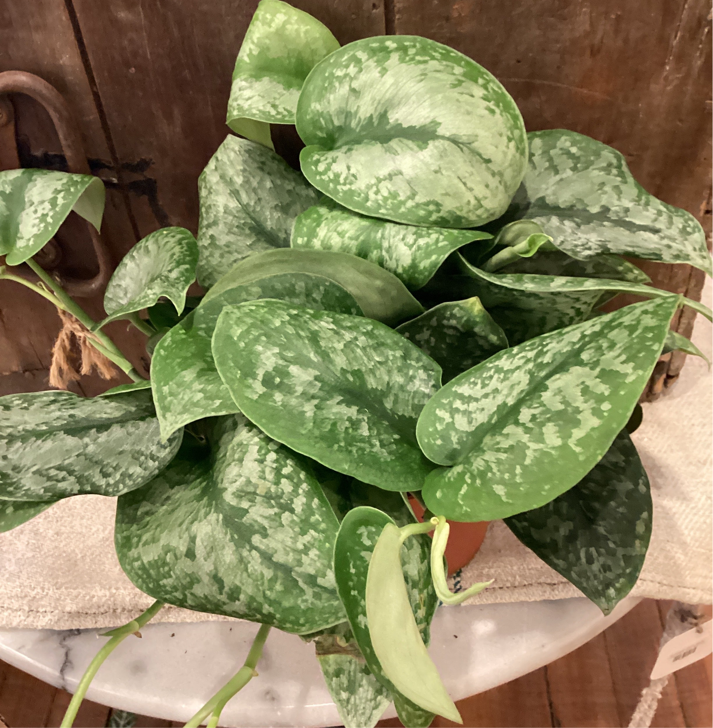 6” Scindapsis Jade Satin