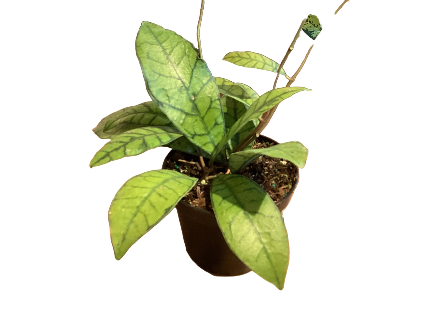 4” Hoya Callistophylla