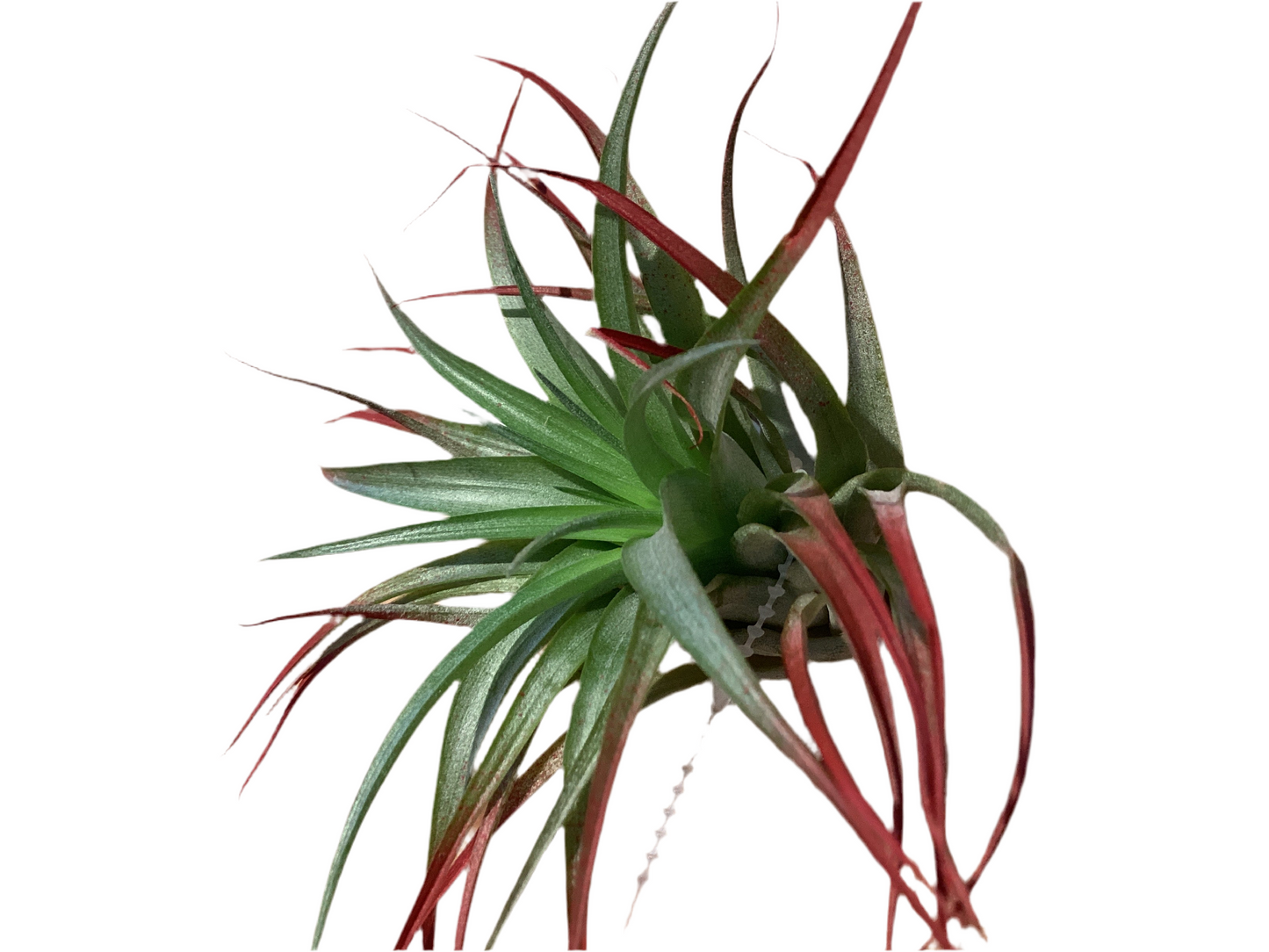 Brachycaulos LG