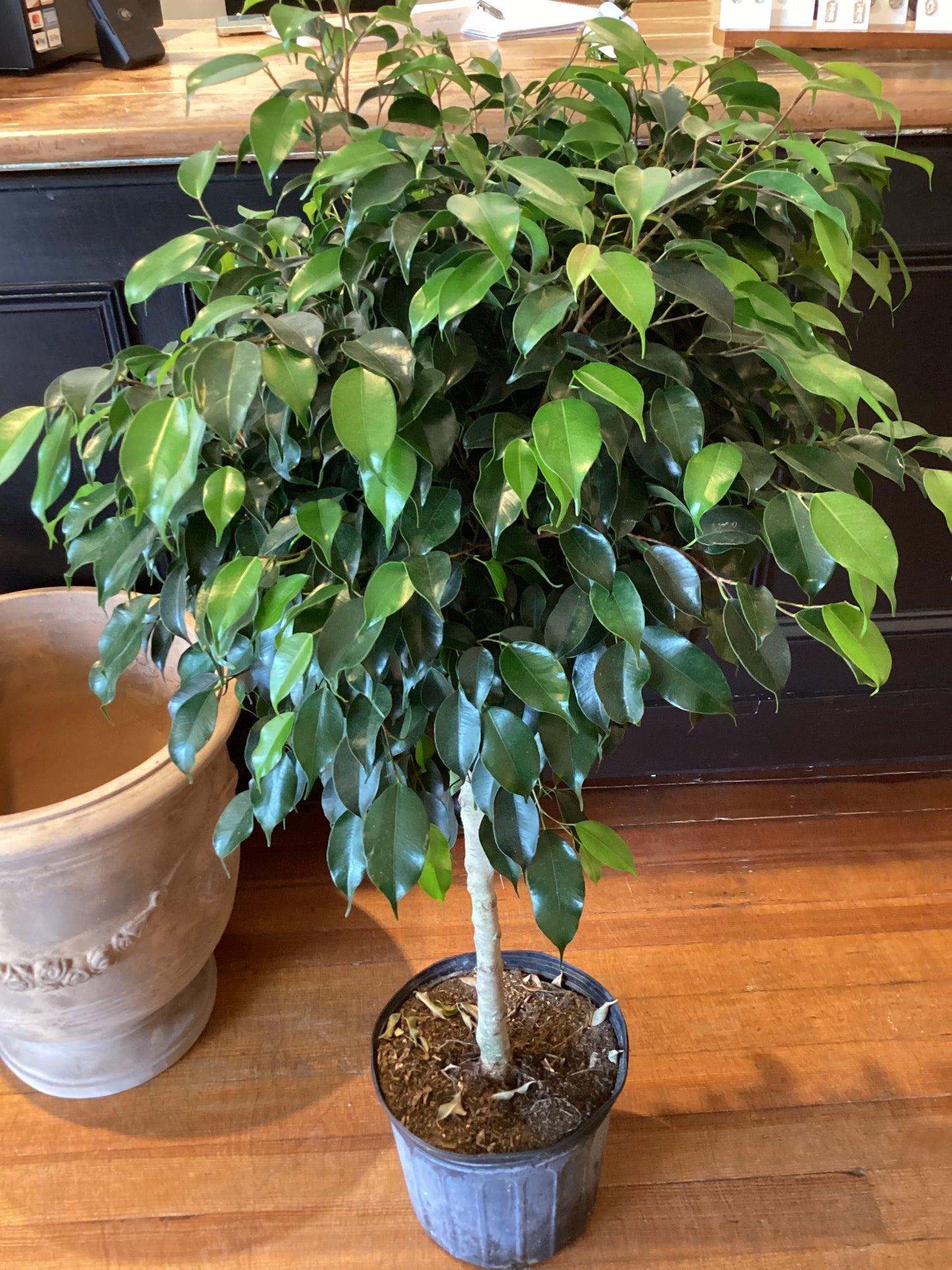 10” Ficus - Midnight