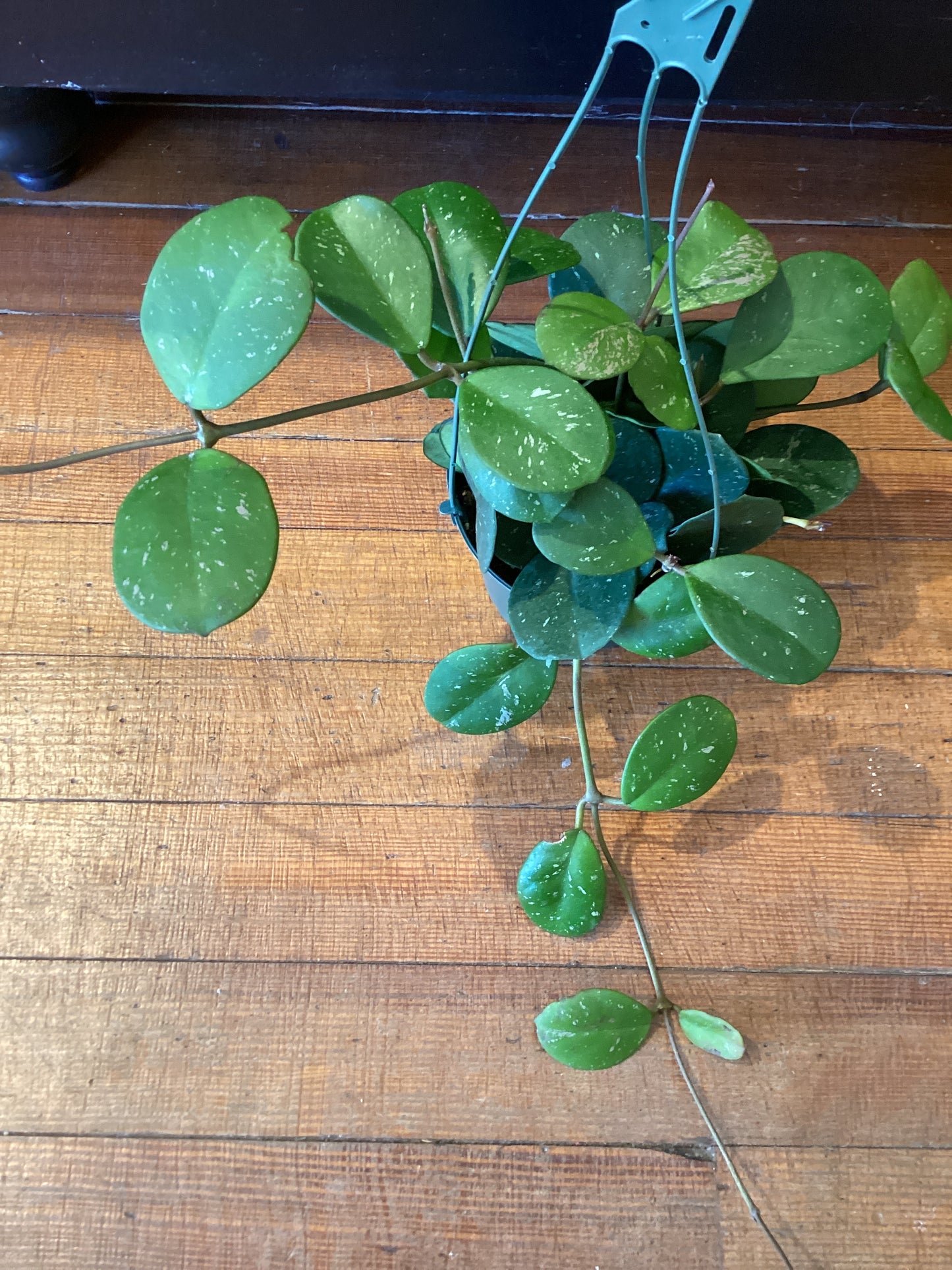 6” Hoya Obovata