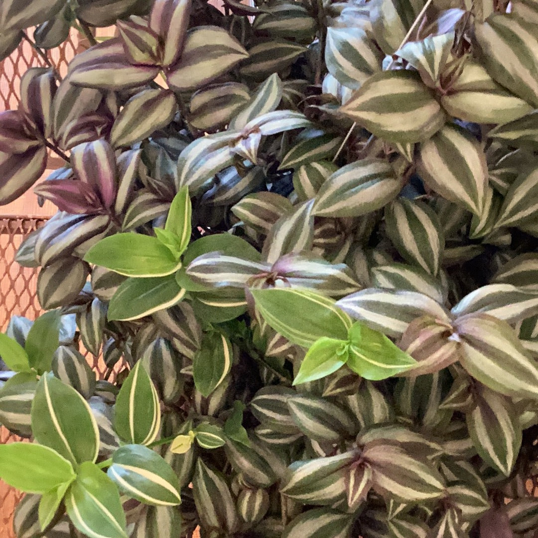 10” Wandering Jew