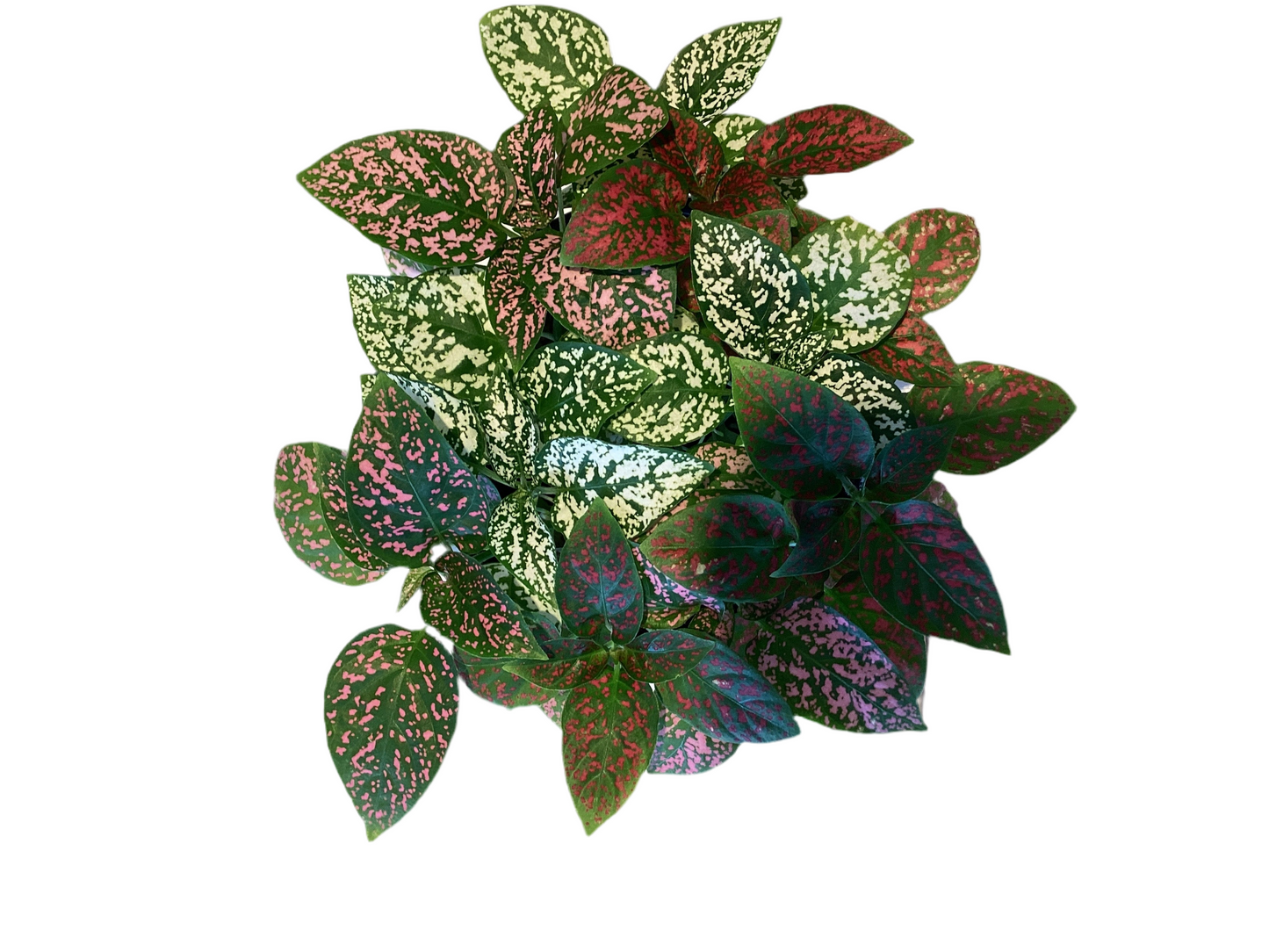 4" Mix Polka Dot Plant