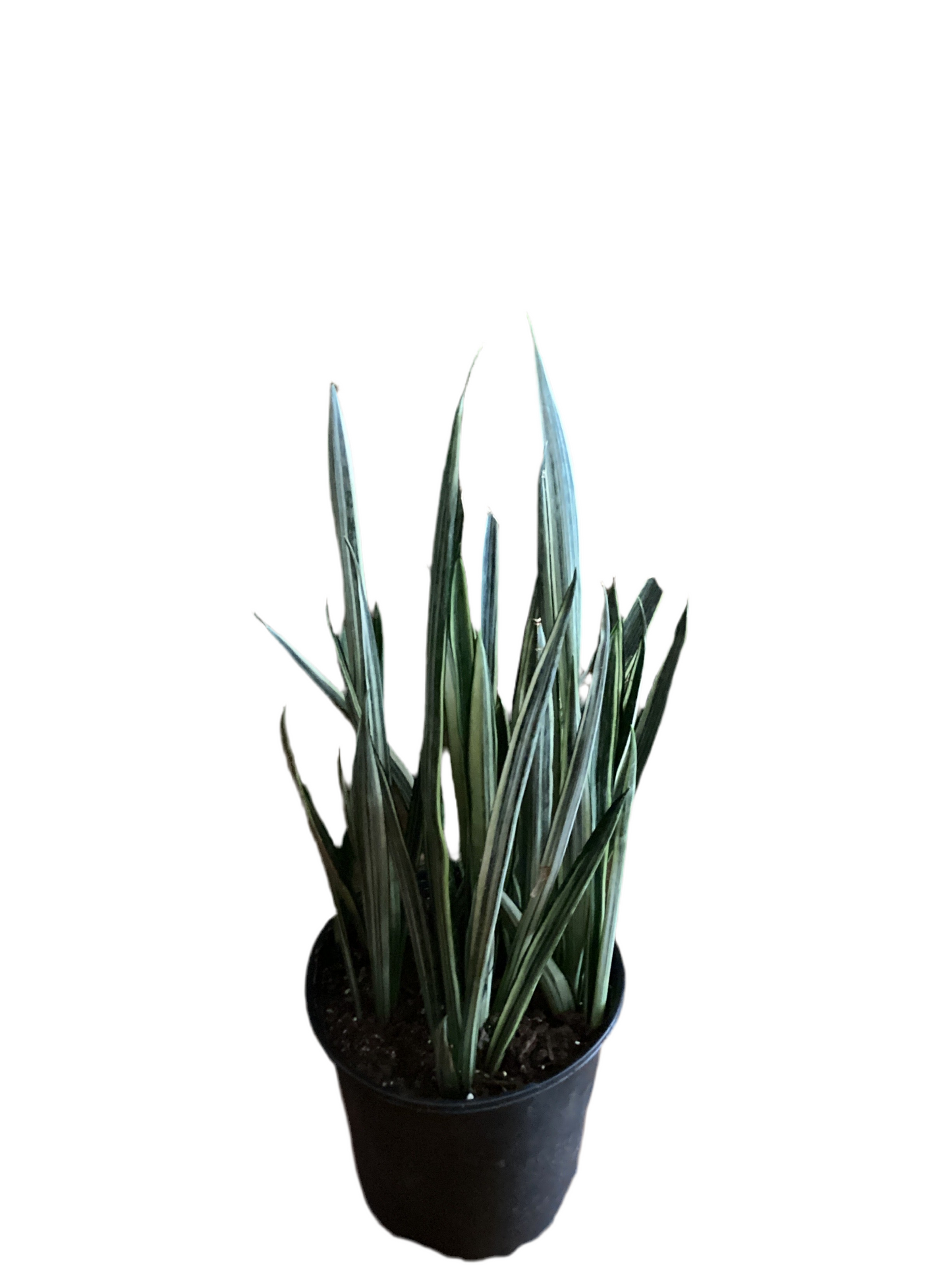 8” Sanseveria - Bantel