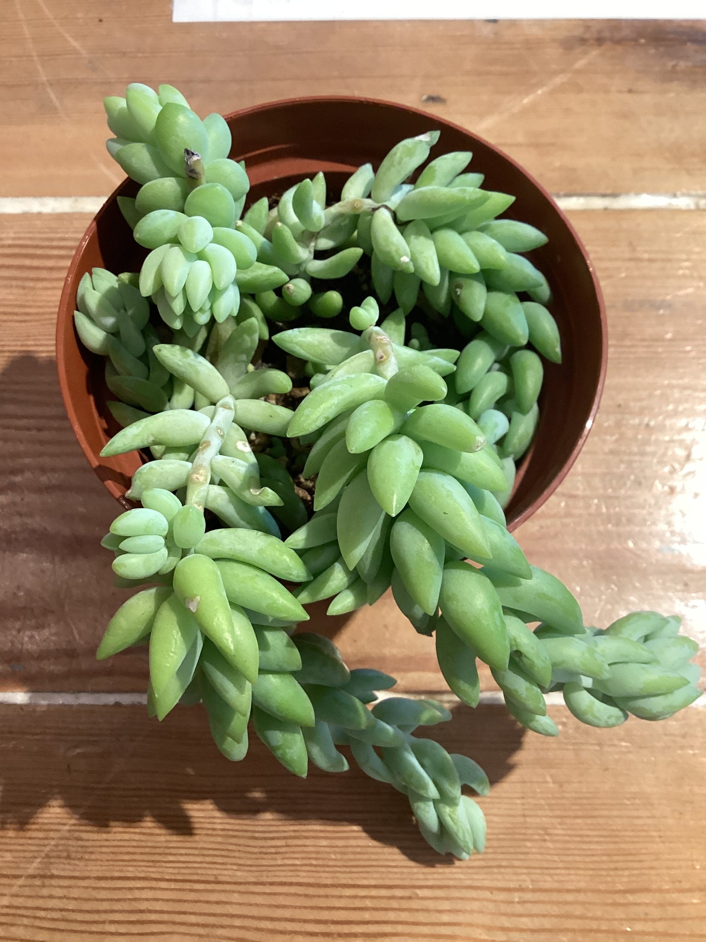 4” Donkey/Burro Tail