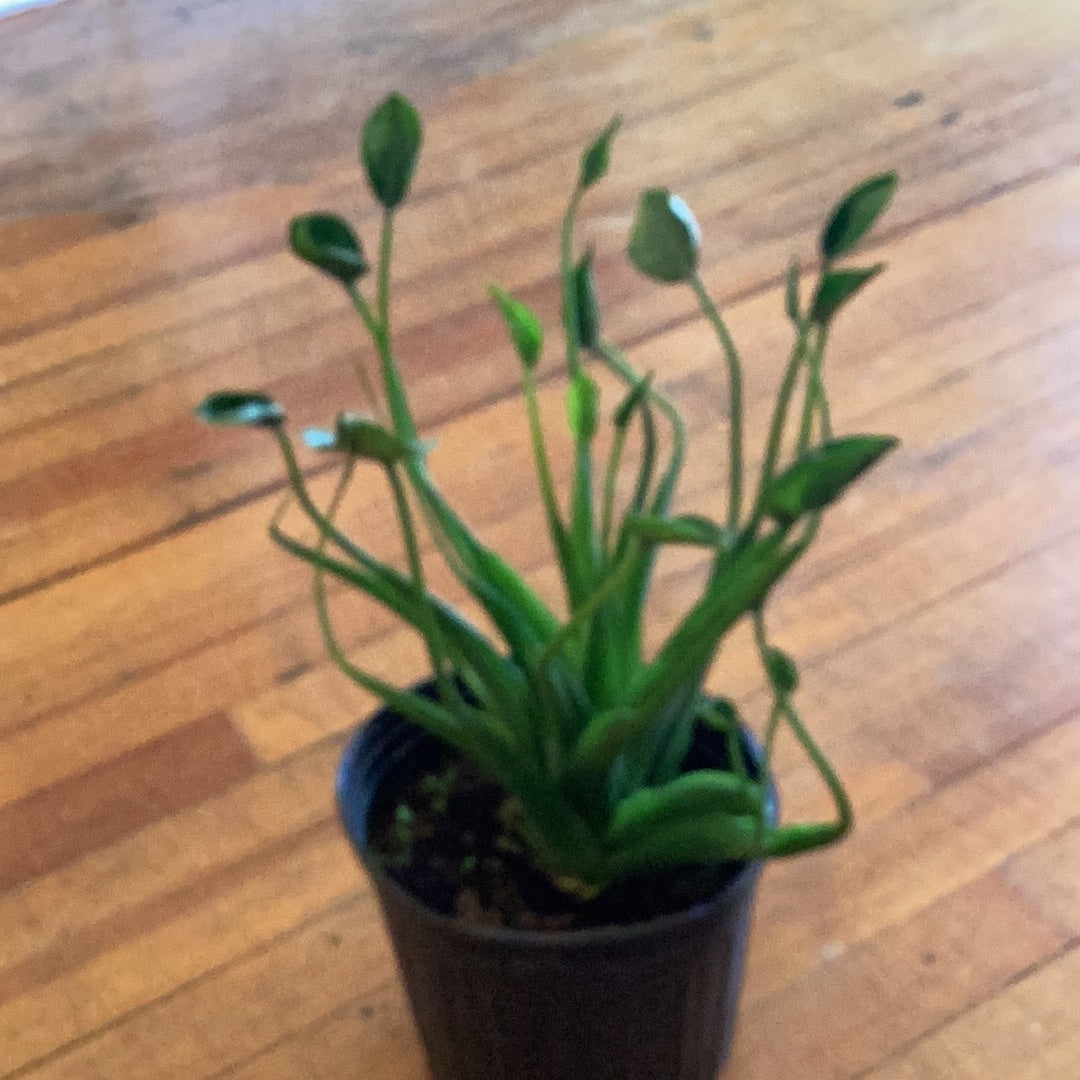 6” Alocasia - Tiny Dancer